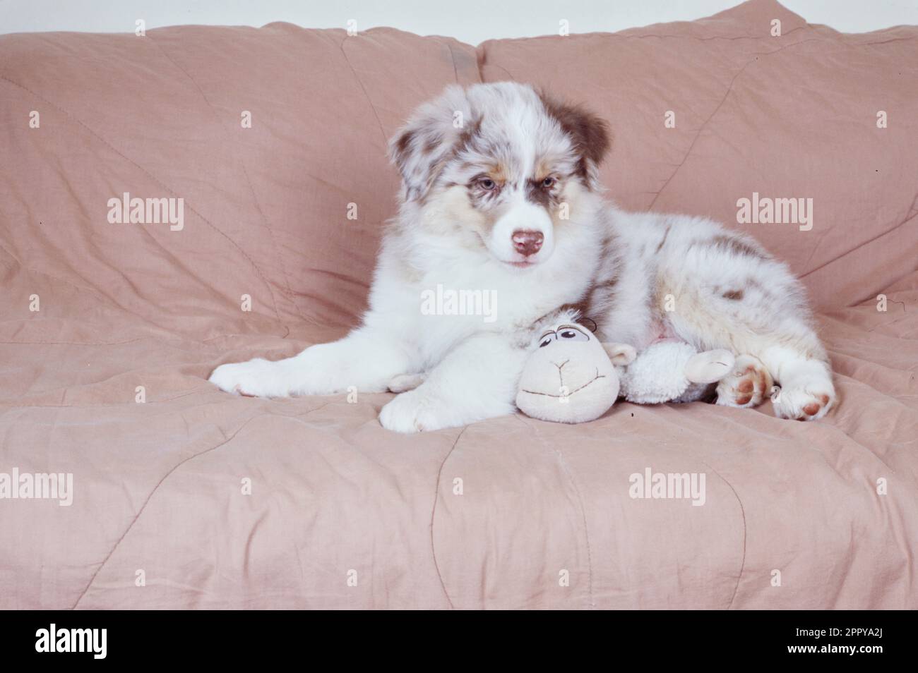 Australian Shepherd puppy laying on pink blanket with lamb toy Stock Photo