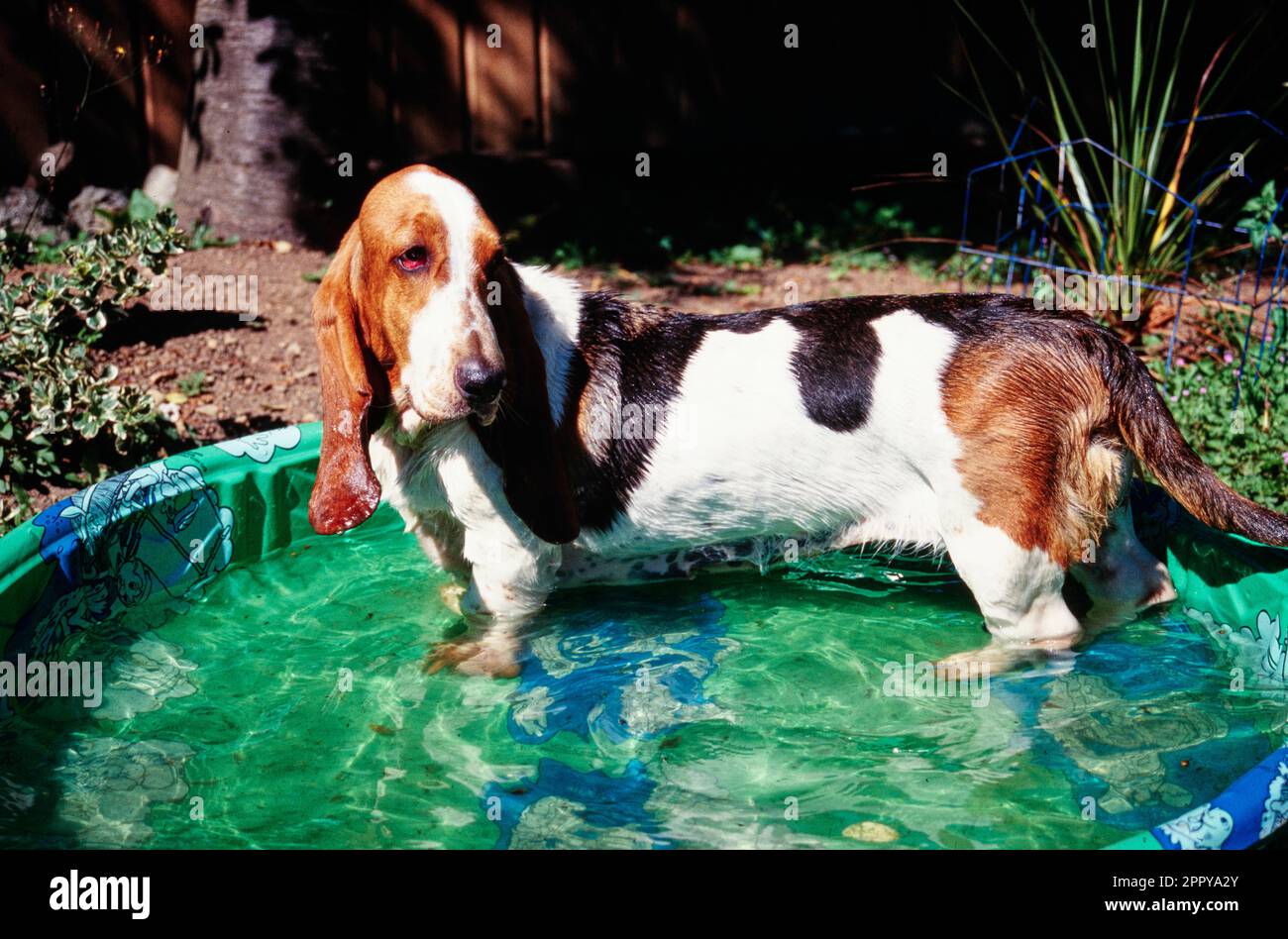Basset Hound standing in kiddie pool outside Stock Photo Alamy