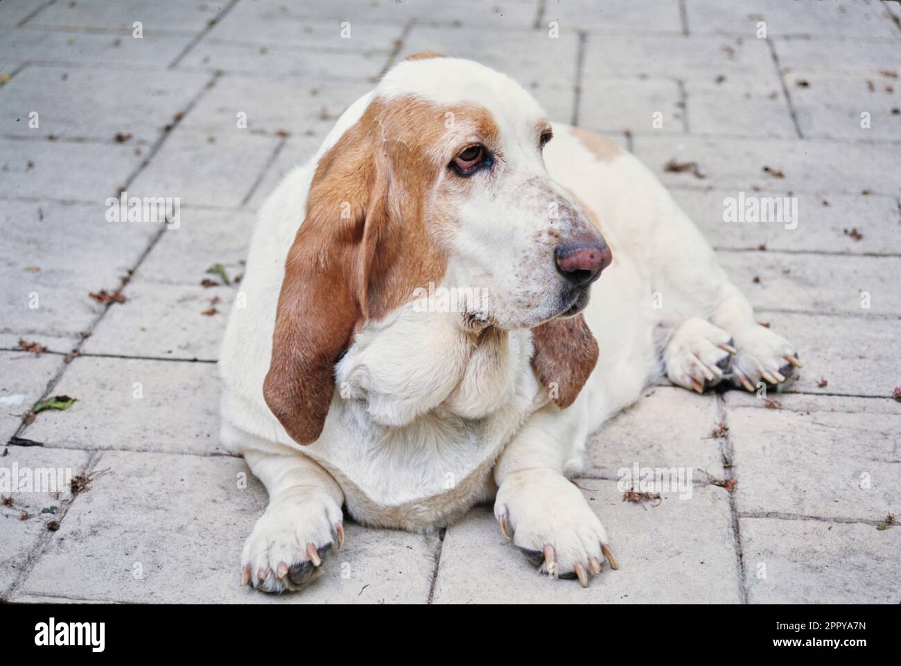 Basset Hound laying on concrete paver patio Stock Photo