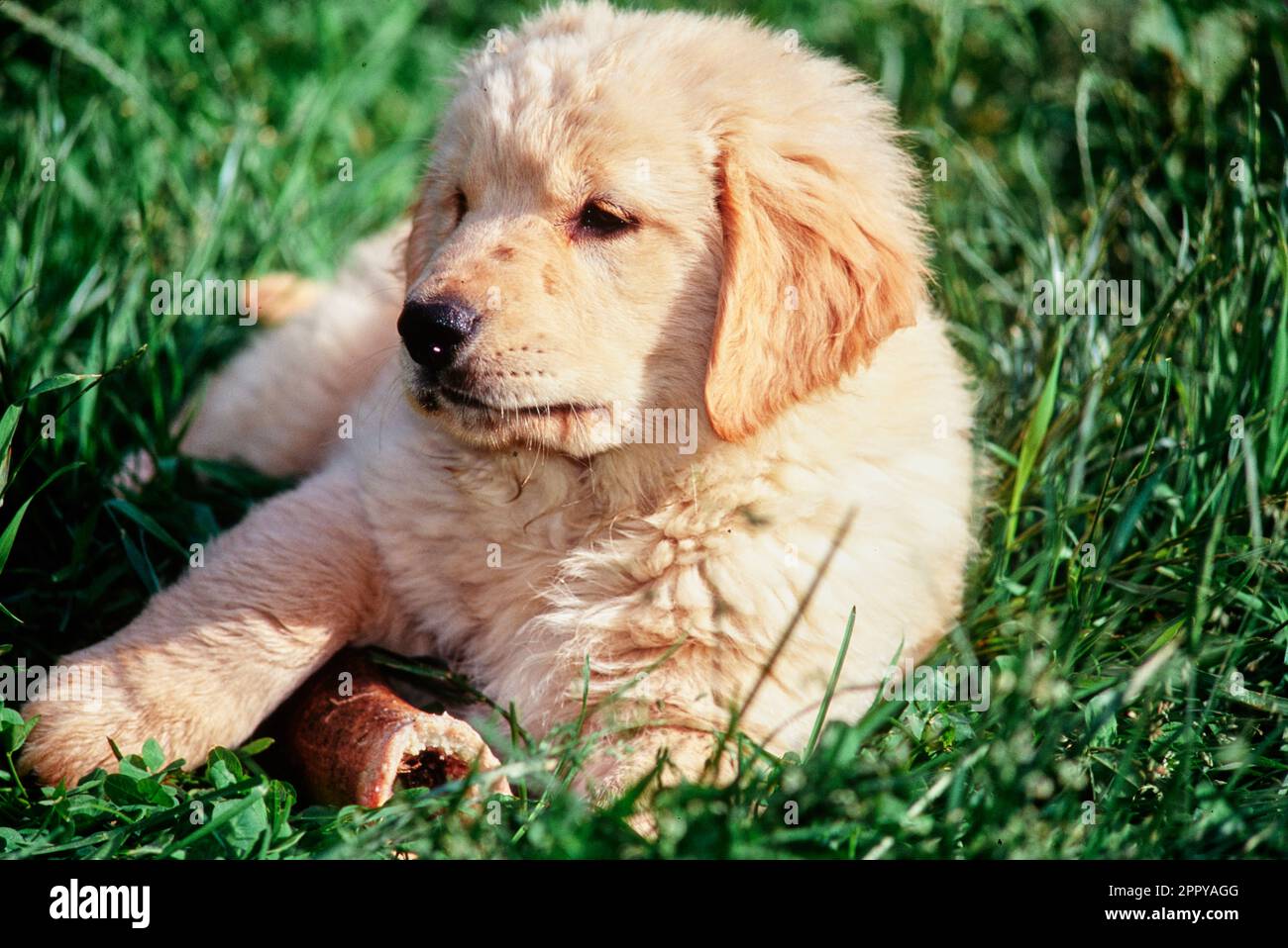 Golden retriever puppy sitting in grass with rawhide chew Stock Photo Alamy