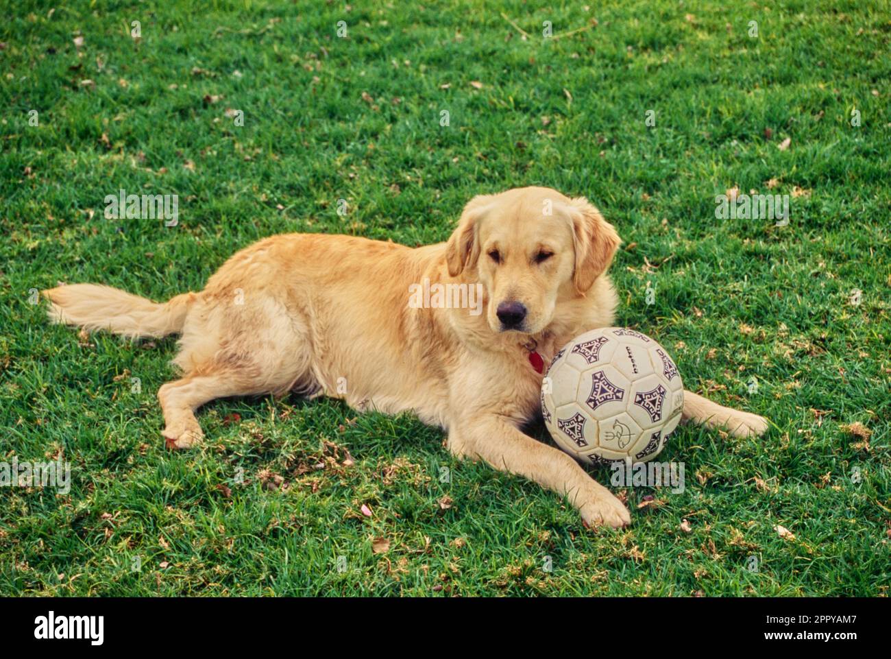 Golden retriever sitting outside in grass with soccer ball in between front paws Stock Photo Alamy
