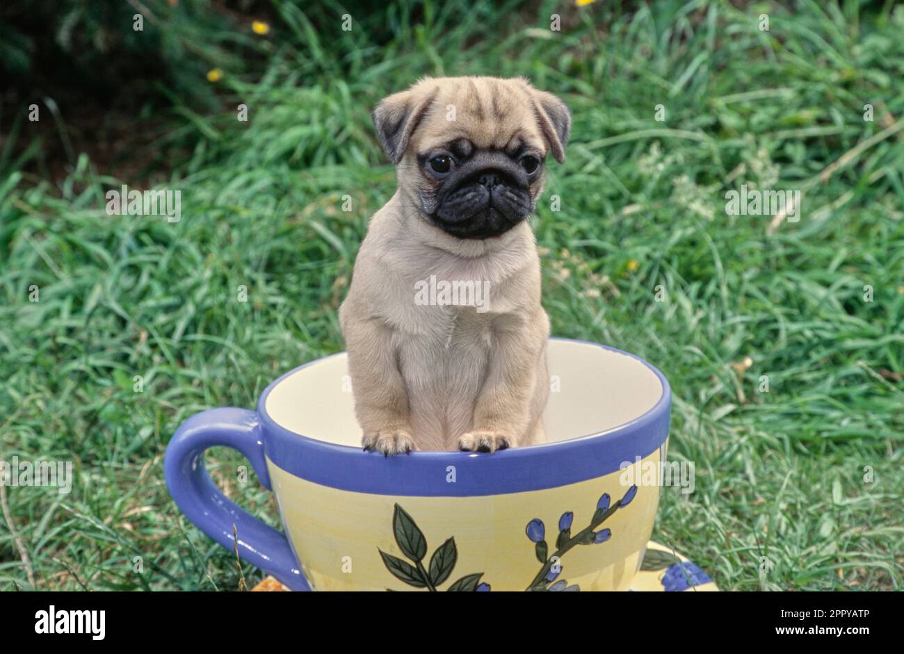 Cute pug puppy sitting with paws up in teacup pot outside in grass Stock Photo