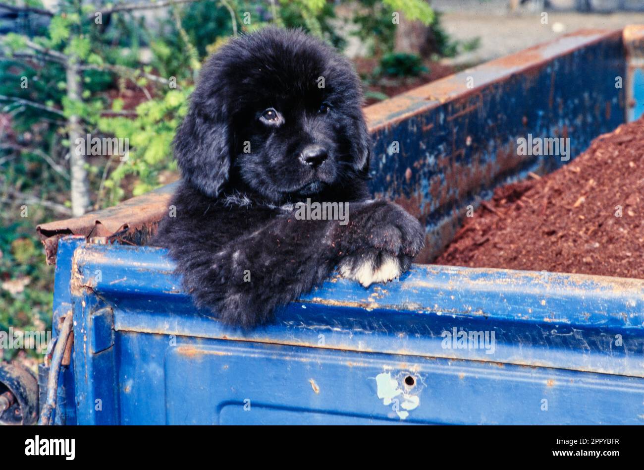 Newfoundland puppy sitting up with front legs folded on edge of blue