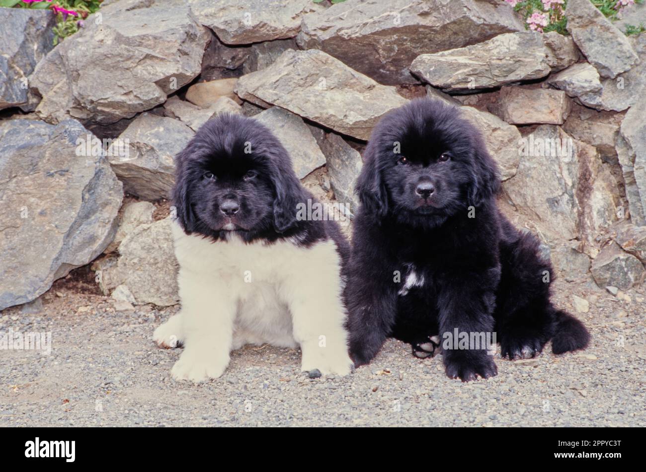 Newfoundland puppy sitting on gravel outside in front of rock pile wall with pink flowers in background Stock Photo
