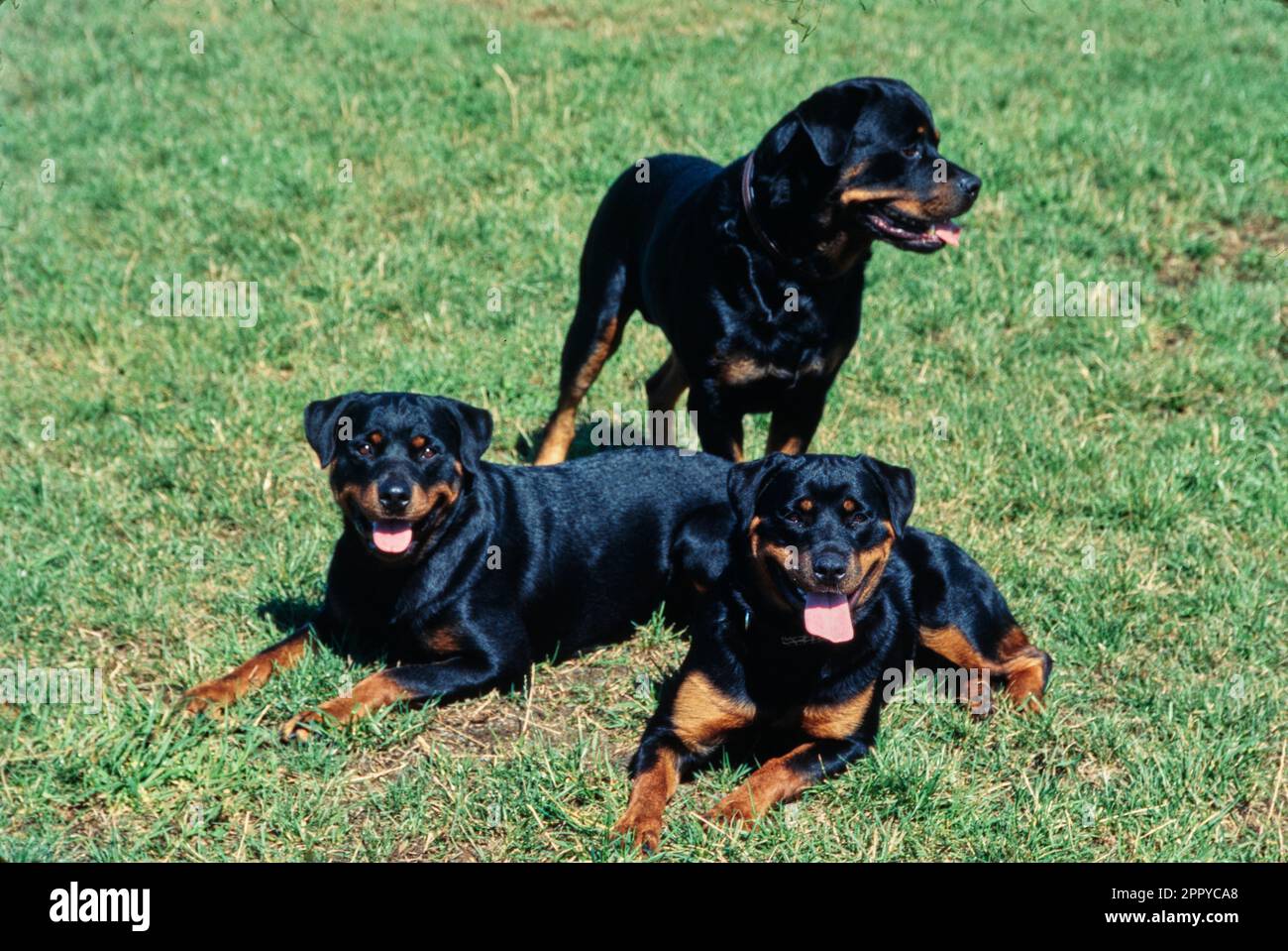 Three rottweilers hi-res stock photography and images - Alamy