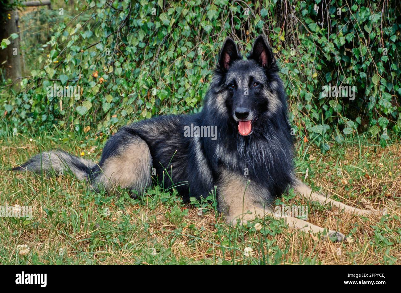 Long haired belgian shepherd hot sale