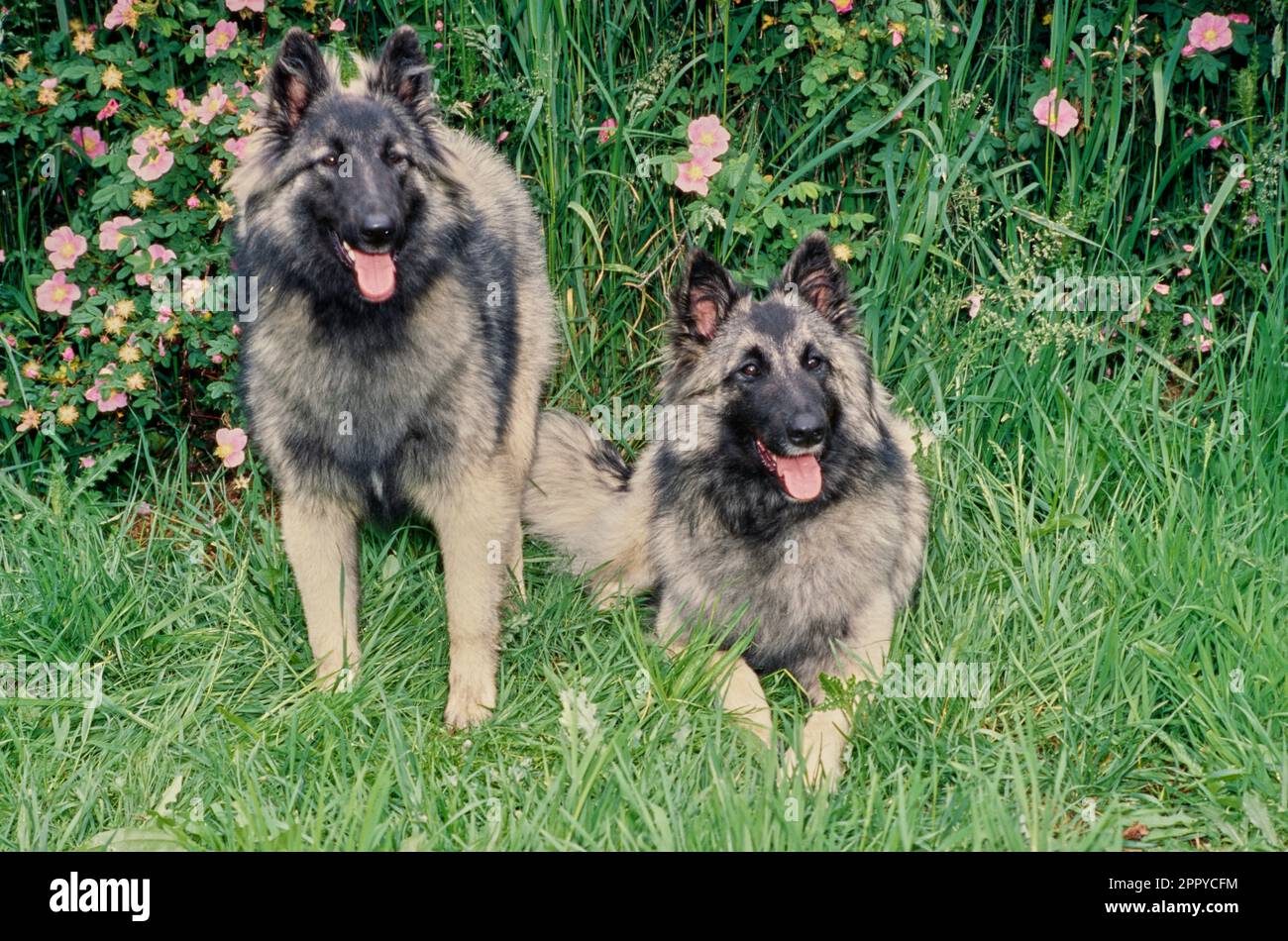 Two Belgian Shepherds outside sitting together in field with long grass and bushes with pink