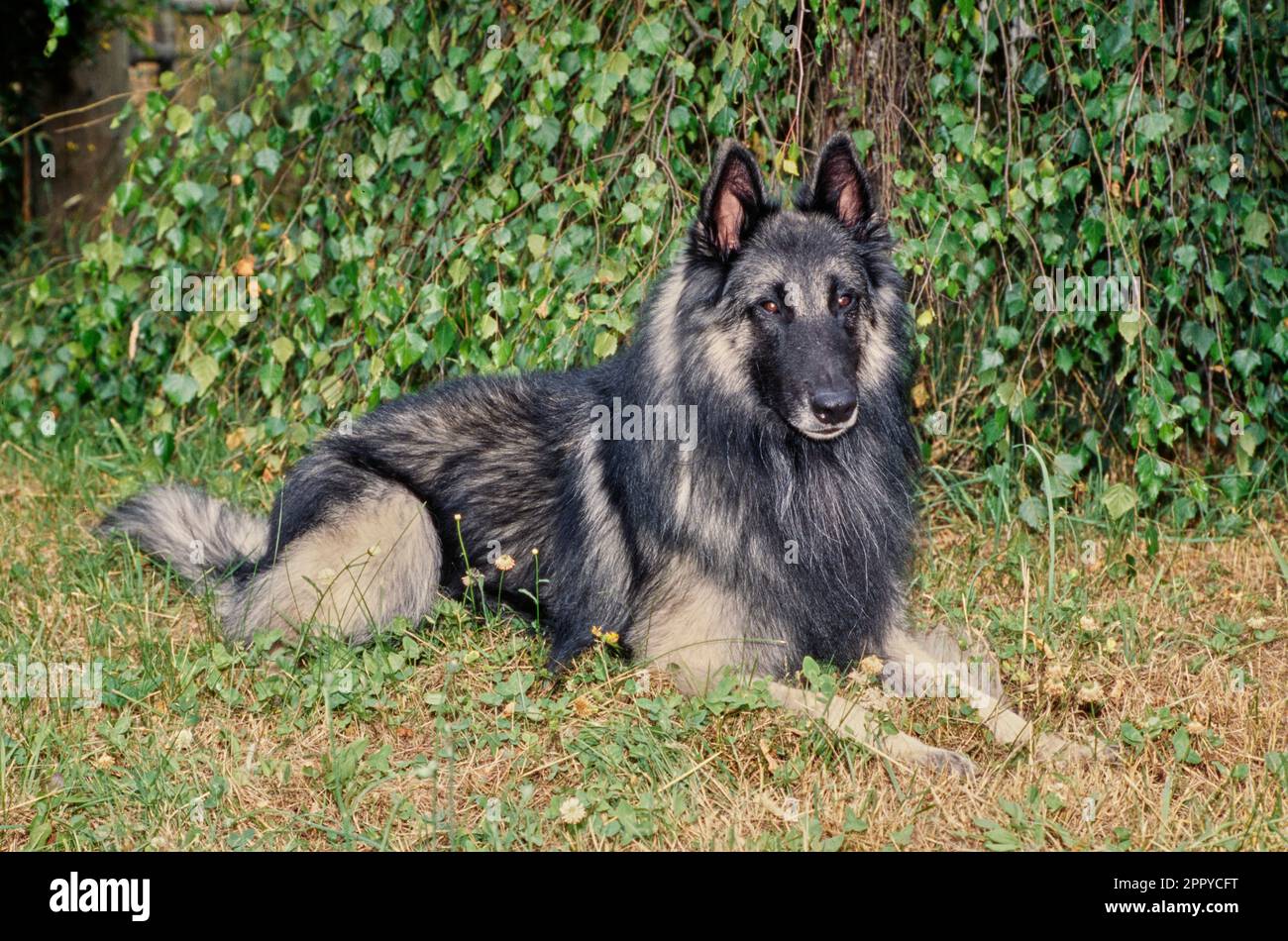 Long haired 2024 belgian german shepherd