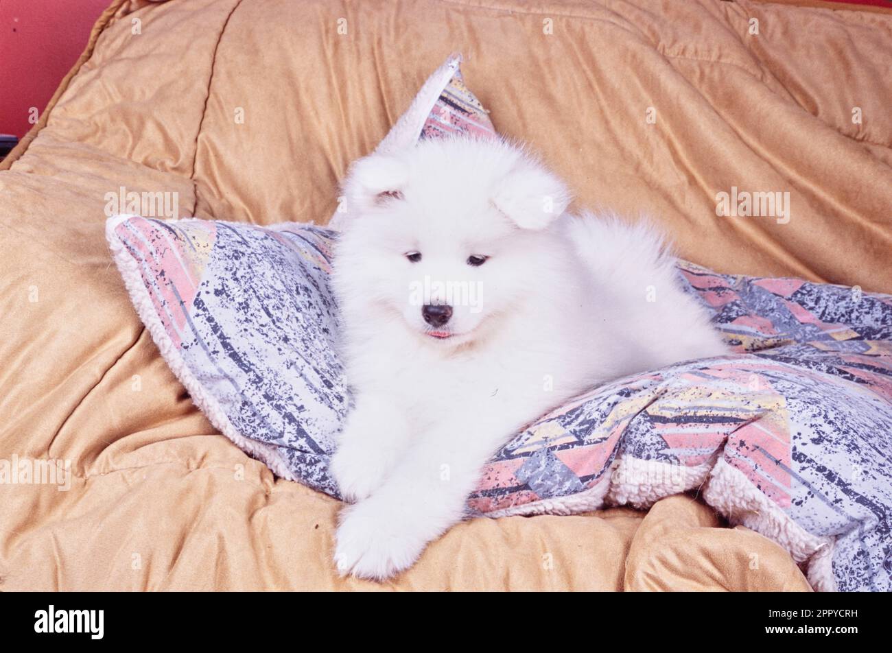 Samoyed laying on pillow on the couch Stock Photo