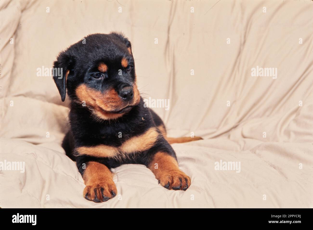 Rottweiler puppy on white blanket Stock Photo Alamy