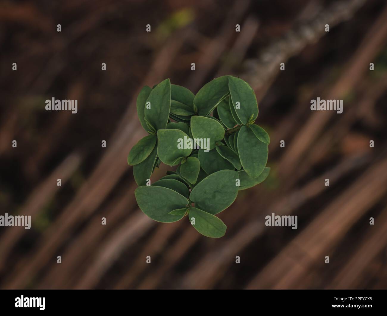 Eucalyptus leaf isolated on hi-res stock photography and images - Alamy