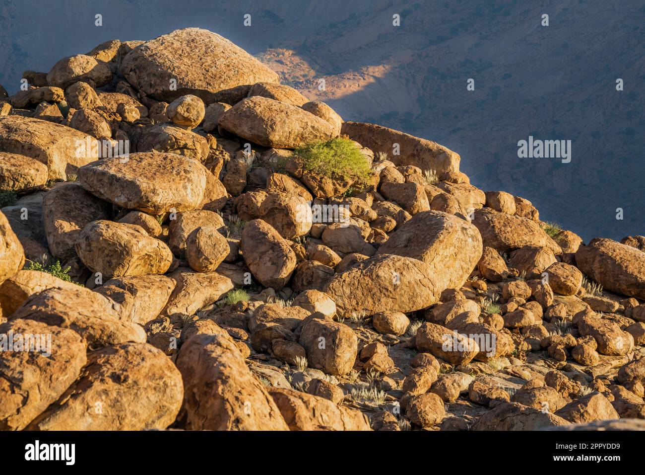 Tree stands between rocks and boulders on a hill. Damaraland, Namibia, Africa Stock Photo