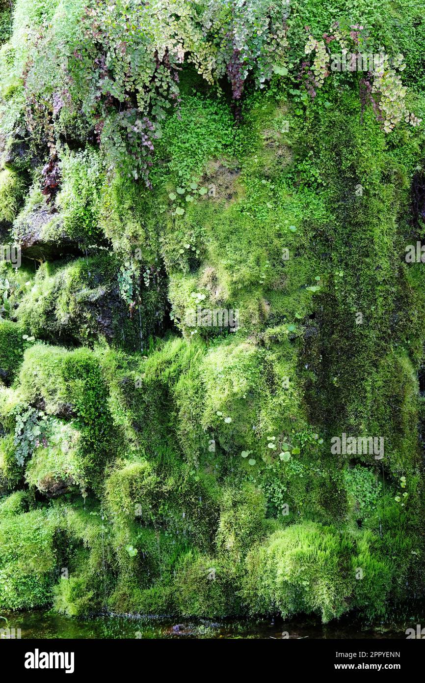 A lush moss covered rock face - John Gollop Stock Photo