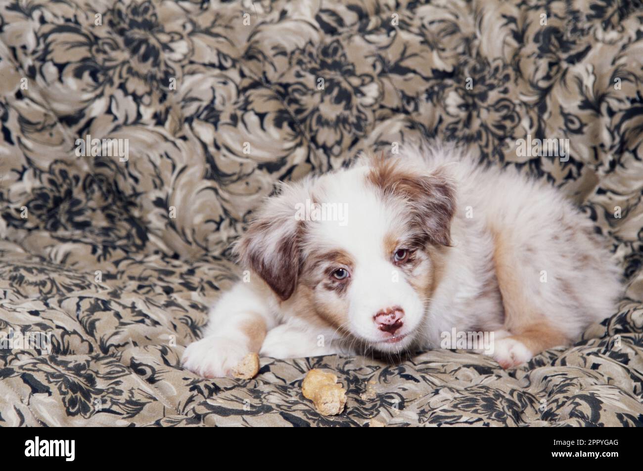 Cute Australian Shepherd puppy sitting on beige patterned blanket chewing on treat Stock Photo