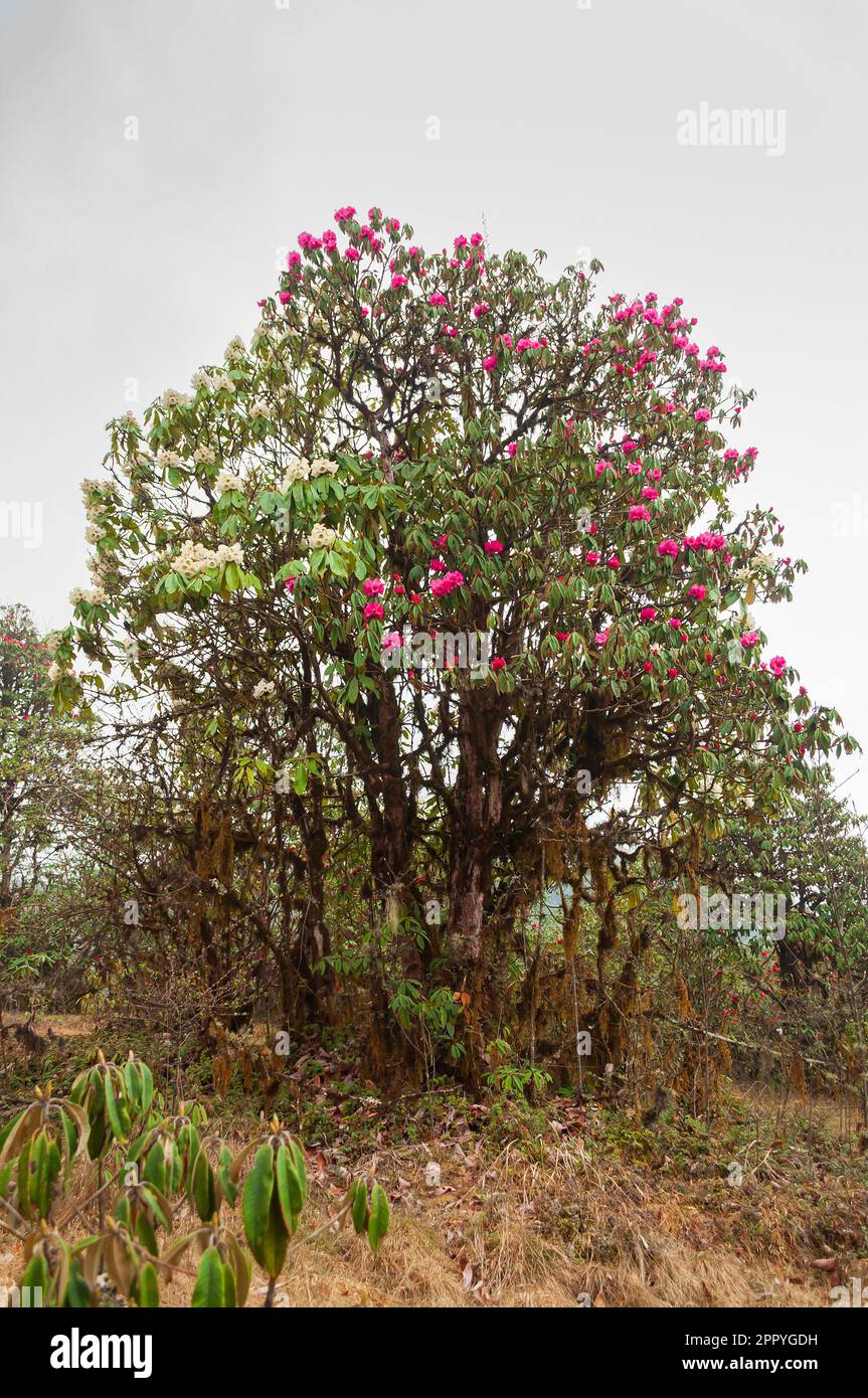 View of blooming Rhododendron niveum tree in Sikkim, India, An evergreen shrub or small tree, flowers are held in a compact ball above the leaves. Stock Photo