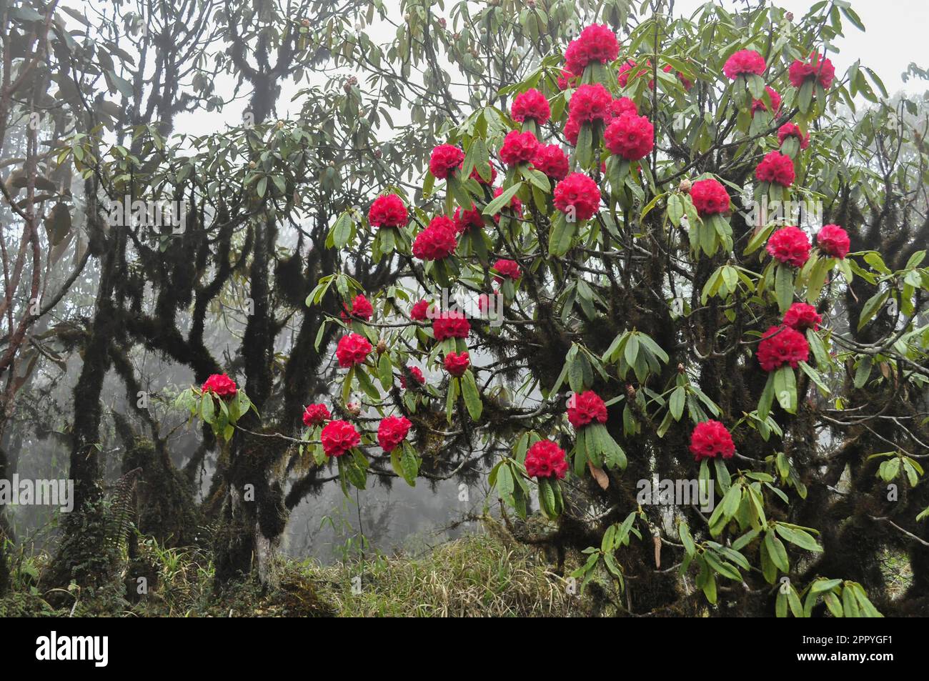 View of Rhododendron niveum in Sikkim, an evergreen shrub or small tree, flowers are held in a compact ball above the leaves. State tree of Sikkim. Stock Photo