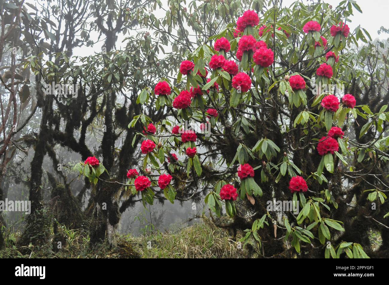 View of Rhododendron niveum in Sikkim, an evergreen shrub or small tree