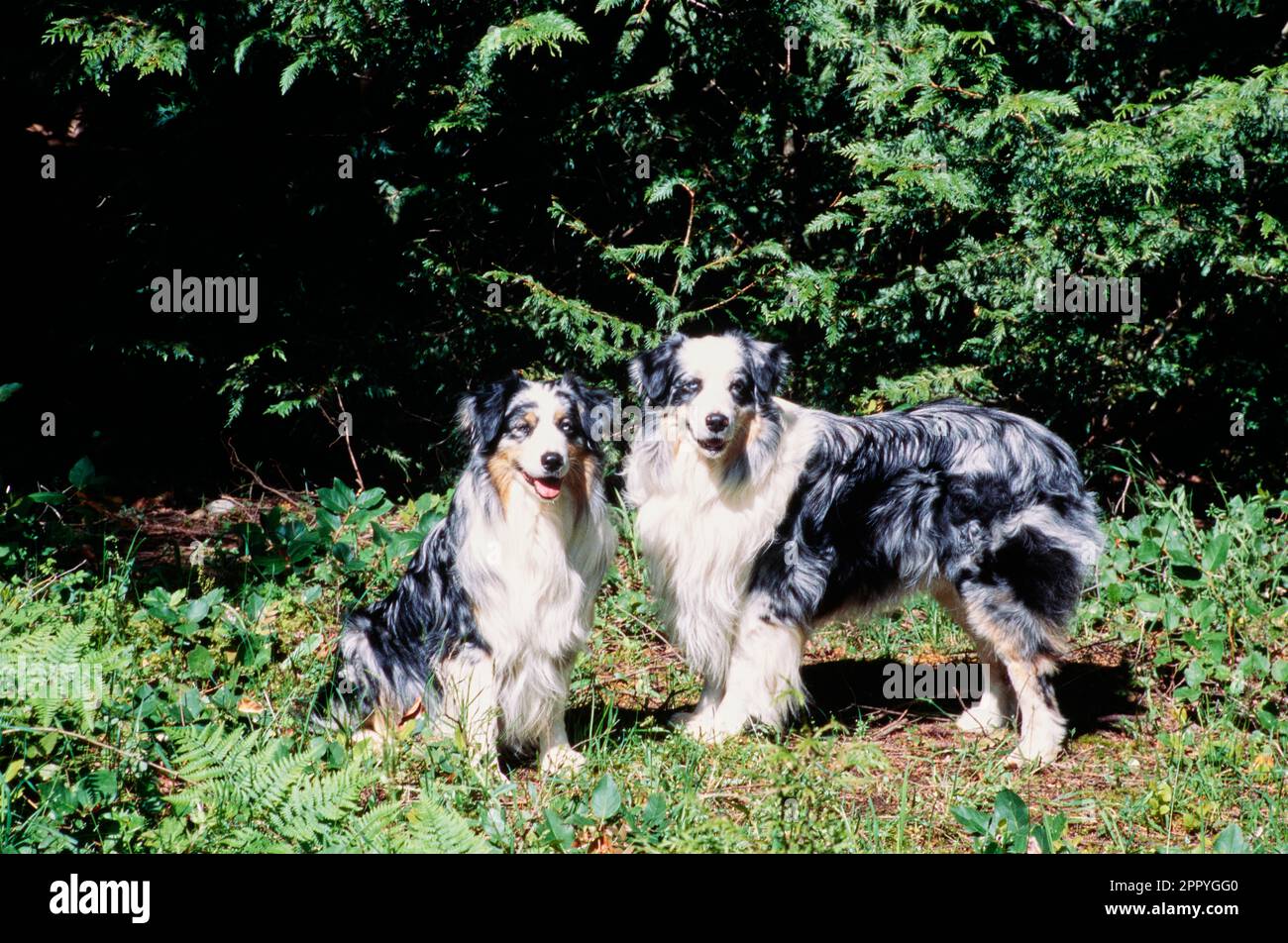 Two Australian Shepherds together in yard by bushes and trees in sun Stock Photo