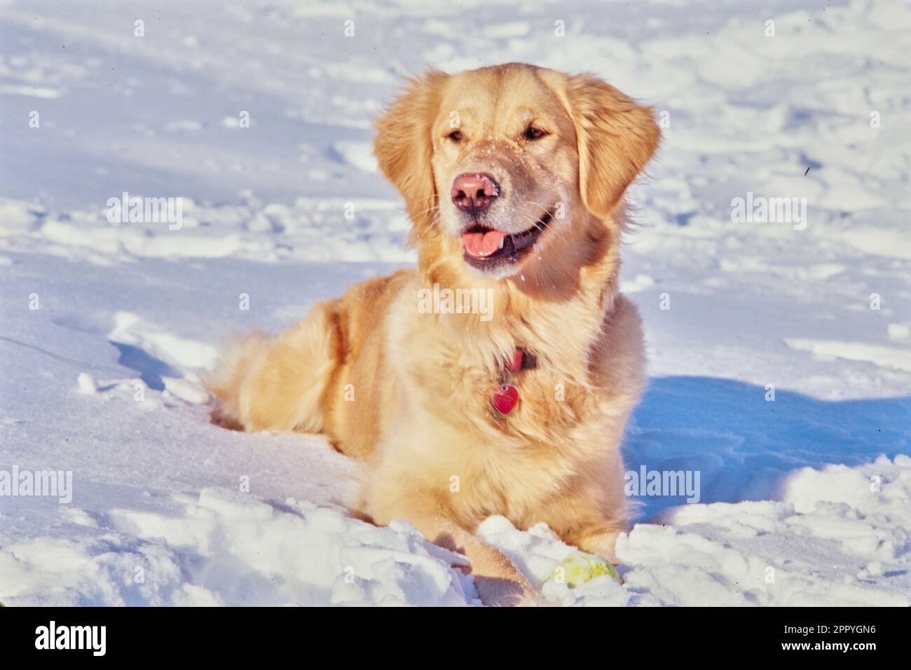 Golden retriever laying down in winter snow outside with mouth open Stock Photo
