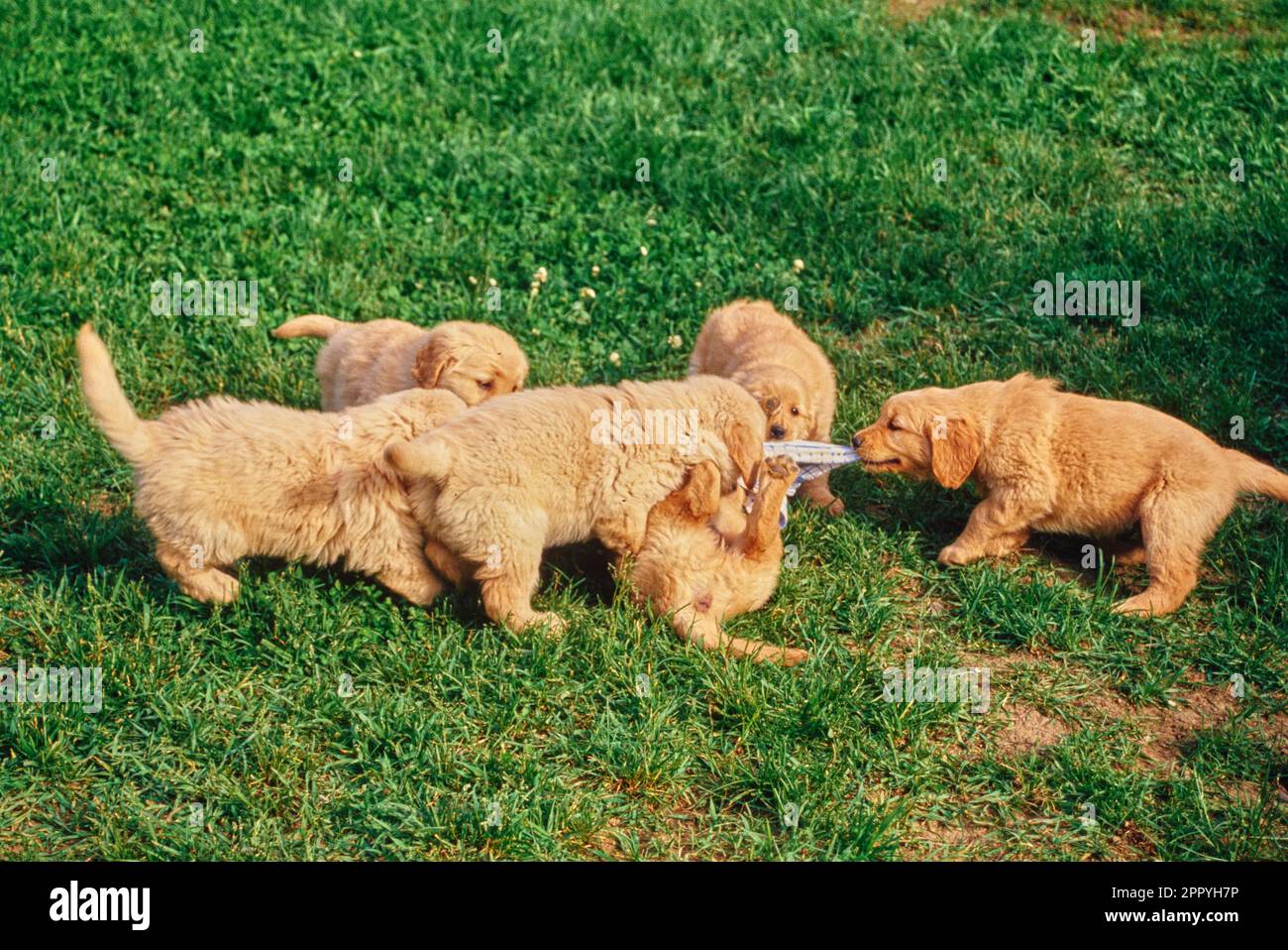 Golden Retriever Puppies Playing Hi res Stock Photography And Images Golden Retriever Puppies Playing Hi res Stock Photography And Images