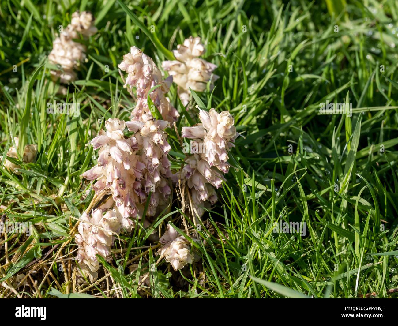 Toothwort, Lathraea squamaria a parasitic plant that lacks chlorophyl, in Kendal, Cumbria, UK. Stock Photo