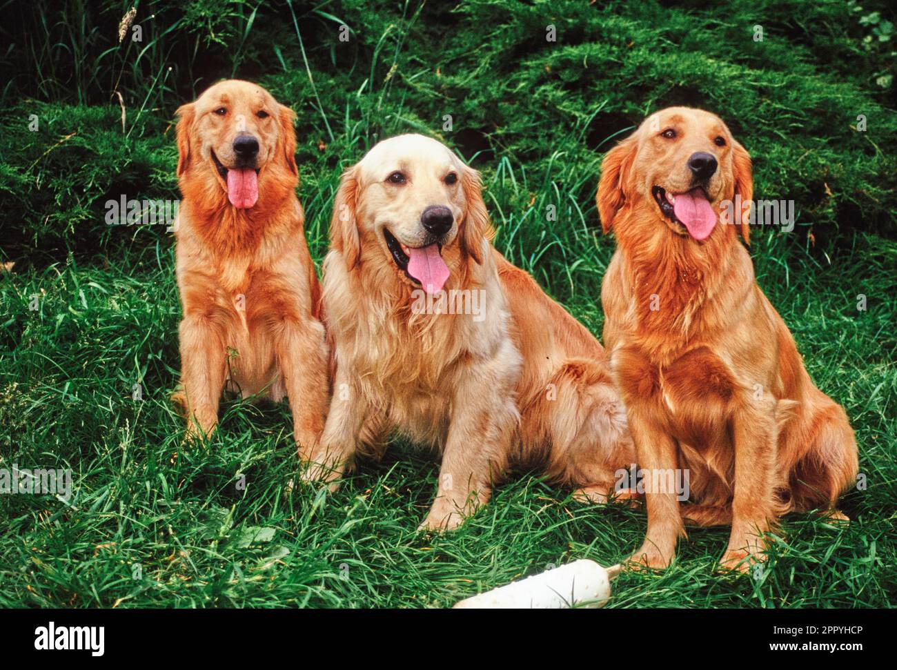 Three happy golden retrievers sitting outside in long grass Stock Photo