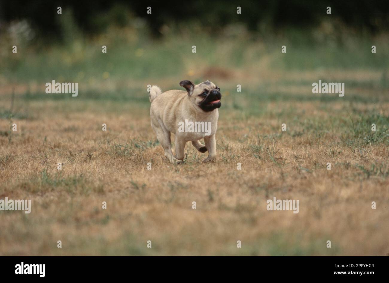 Pug racing through grassy field Stock Photo