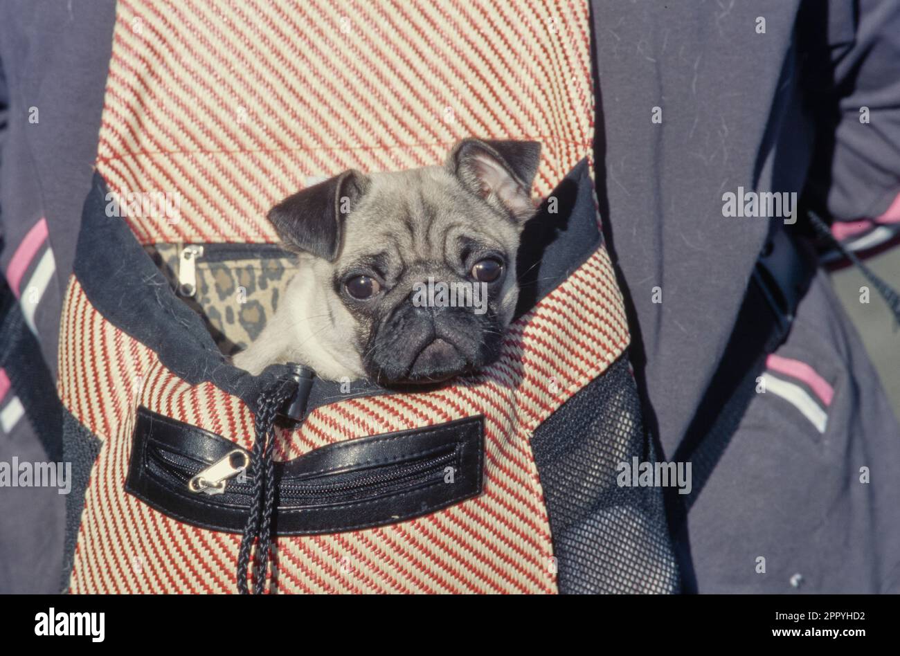 Pug sitting in red striped waist pouch Stock Photo