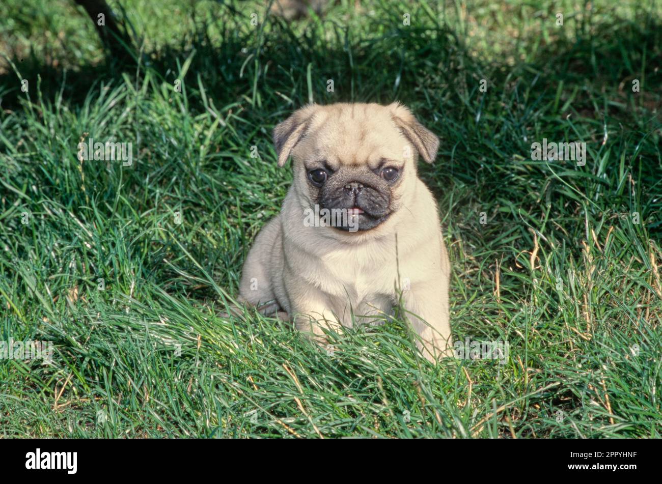 Pug Little Bit Real Littles Pug