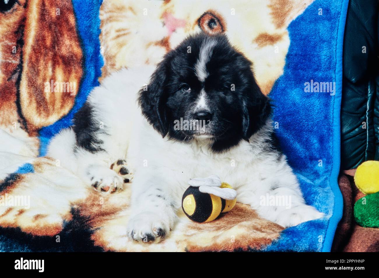 Newfoundland puppy sitting with toy on blanket with puppy and kitten image Stock Photo