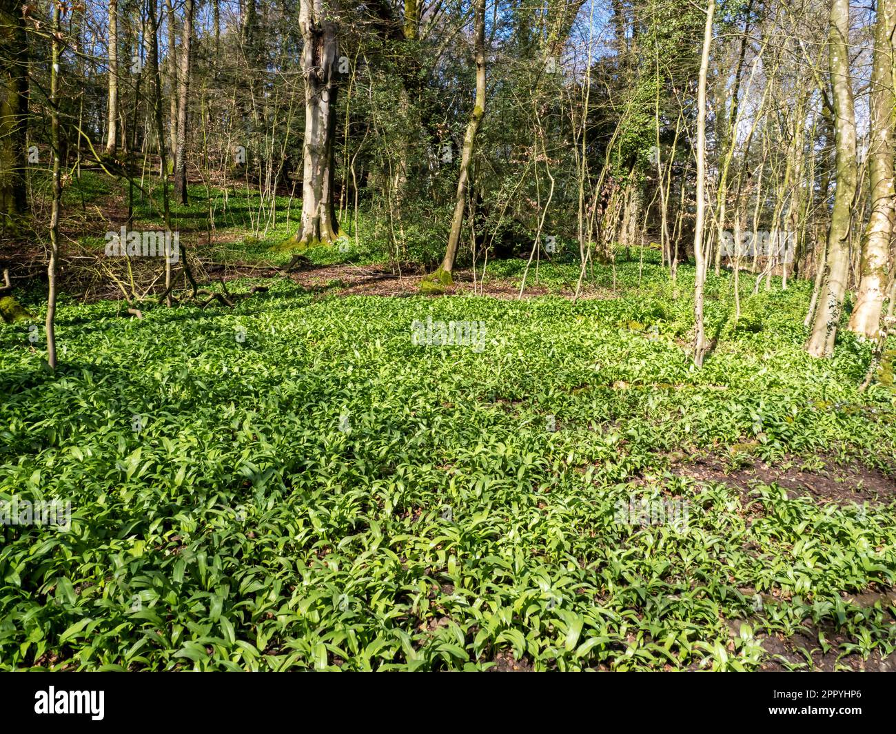 serpentine-woods-hi-res-stock-photography-and-images-alamy