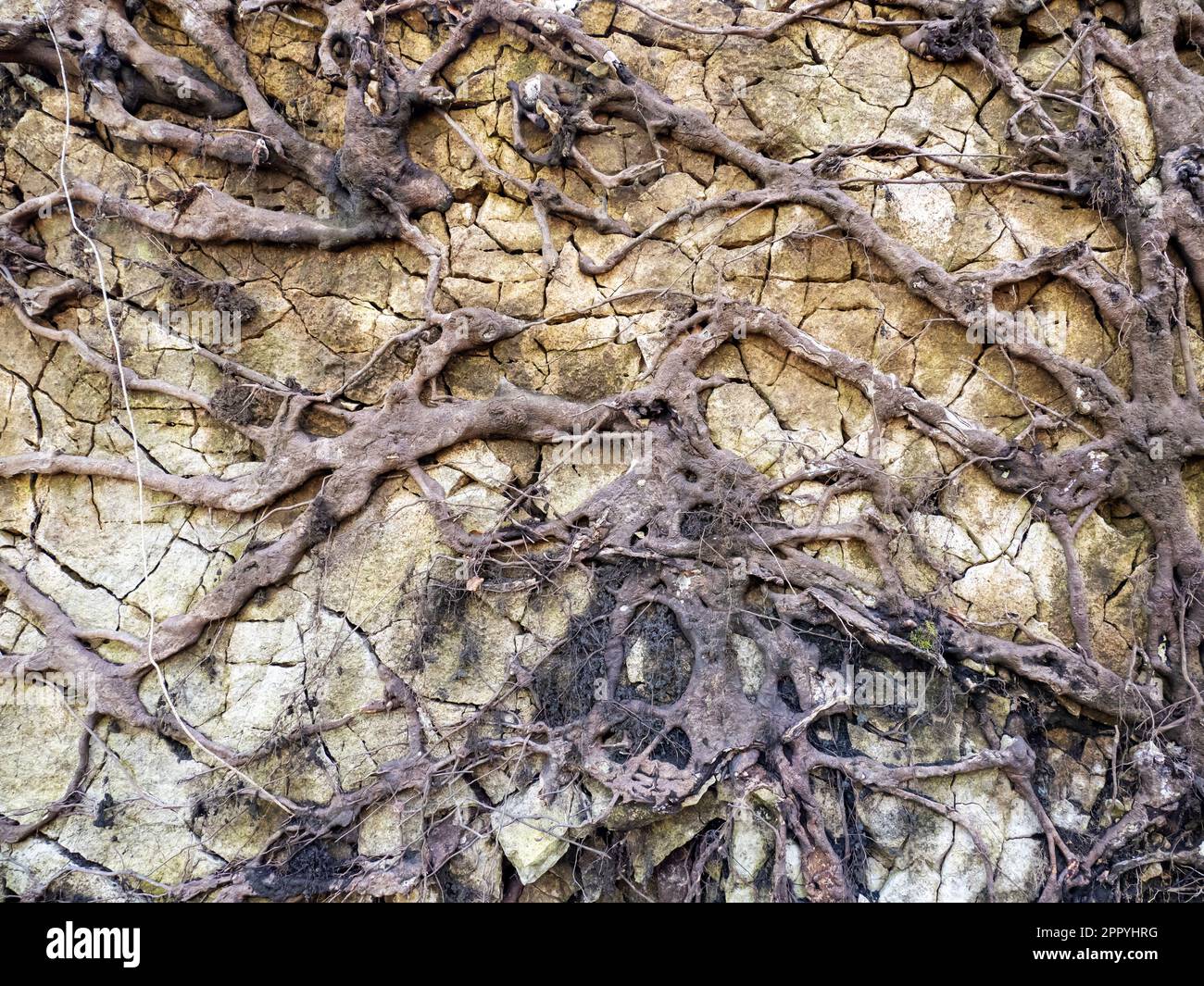 The roots and rock from a tree toppled by storm force winds in serpentine Woods, Kendal, Cumbria, UK. Stock Photo