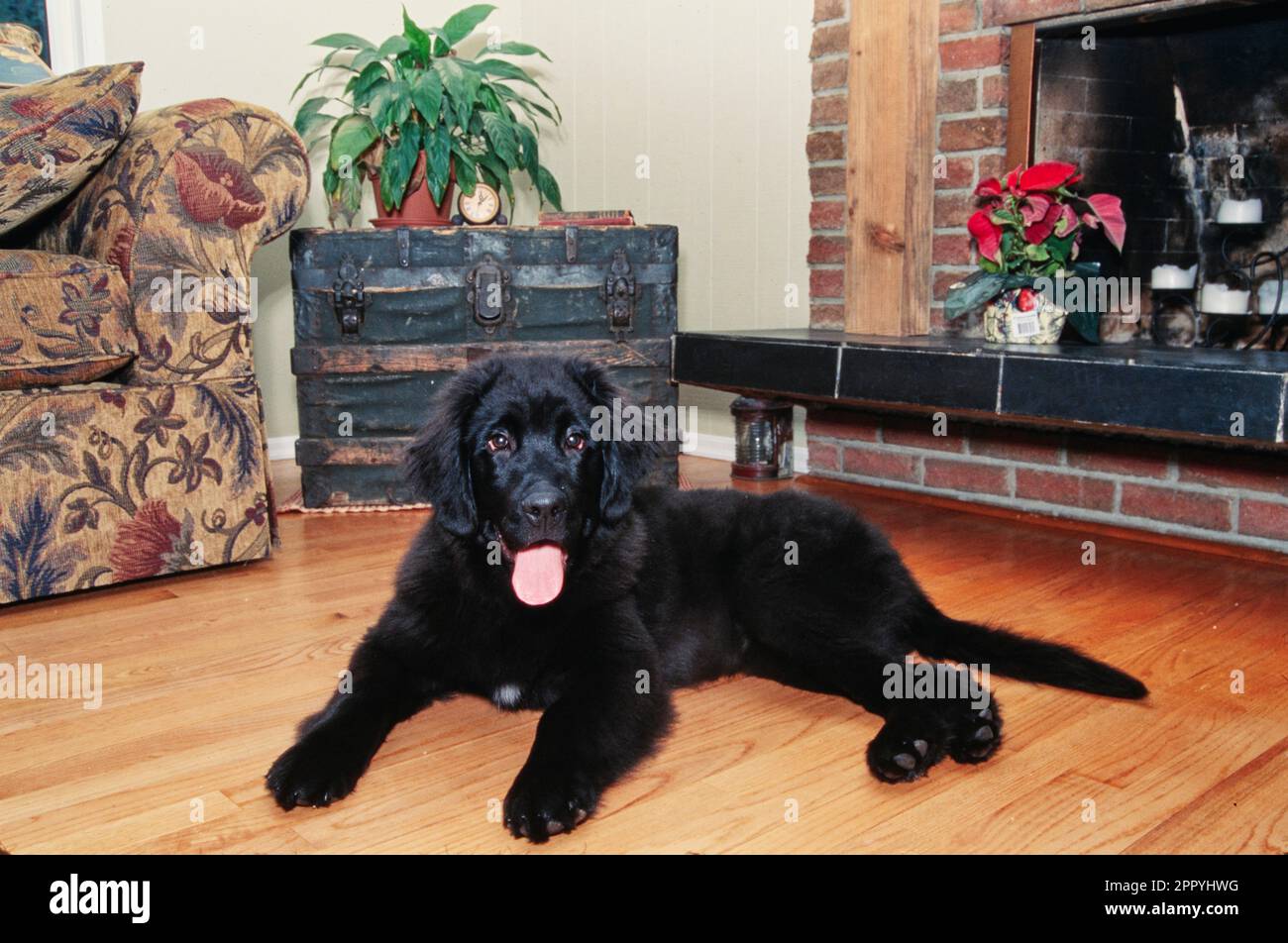 Black Newfoundland puppy sitting on wooden floor inside near fireplace Stock Photo