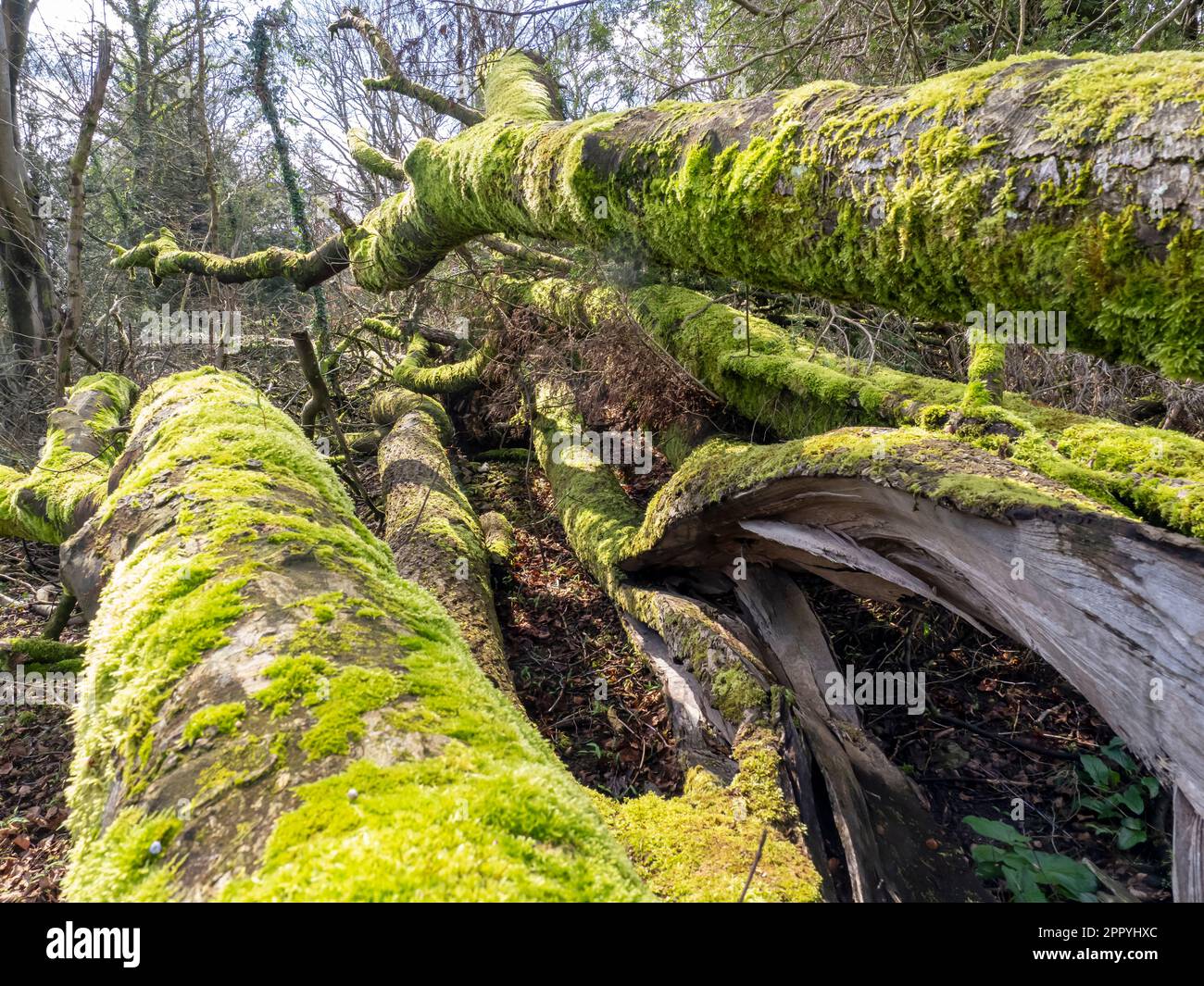 Trees toppled by storm force winds in serpentine Woods, Kendal, Cumbria, UK. Stock Photo