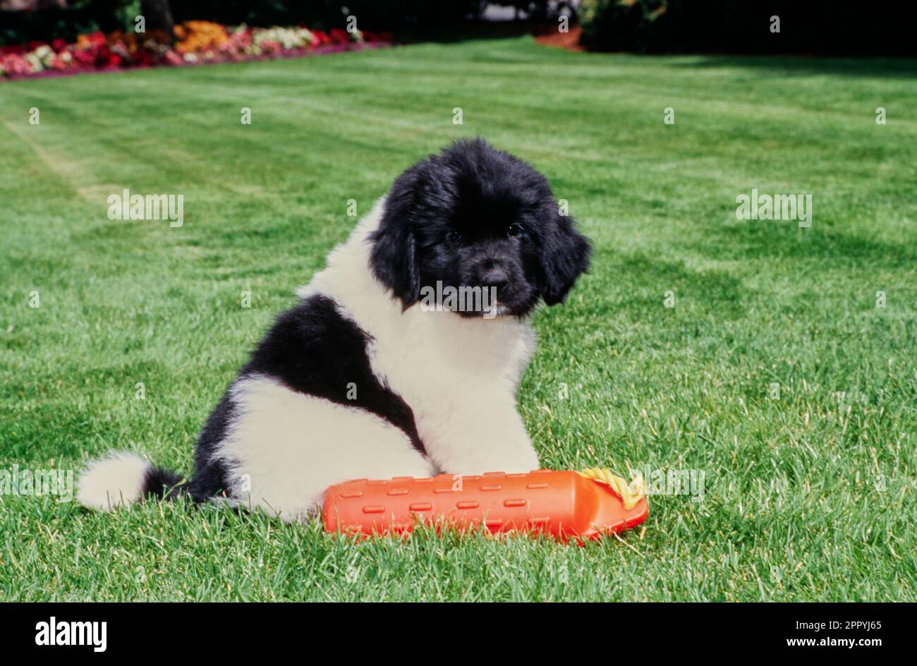 Newfoundland puppy outside on lawn sitting with floating toy Stock Photo