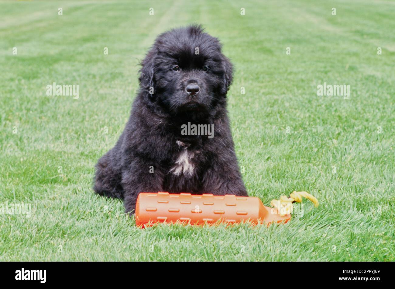 Fluffy Newfoundland puppy sitting on lawn with red floating toy Stock Photo