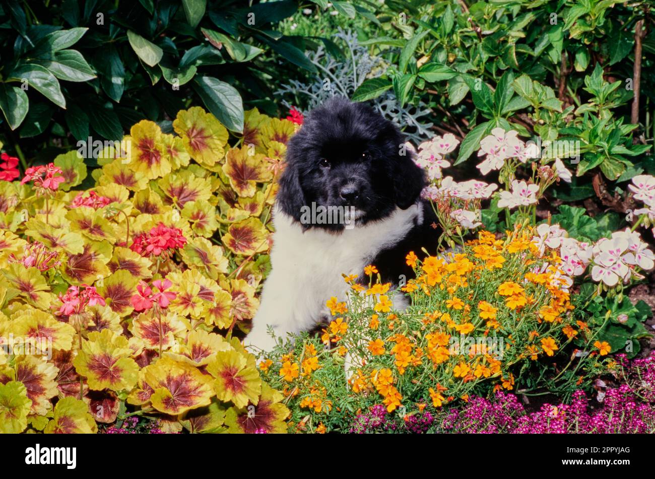 Newfoundland puppy sitting in middle of flowers in garden Stock Photo