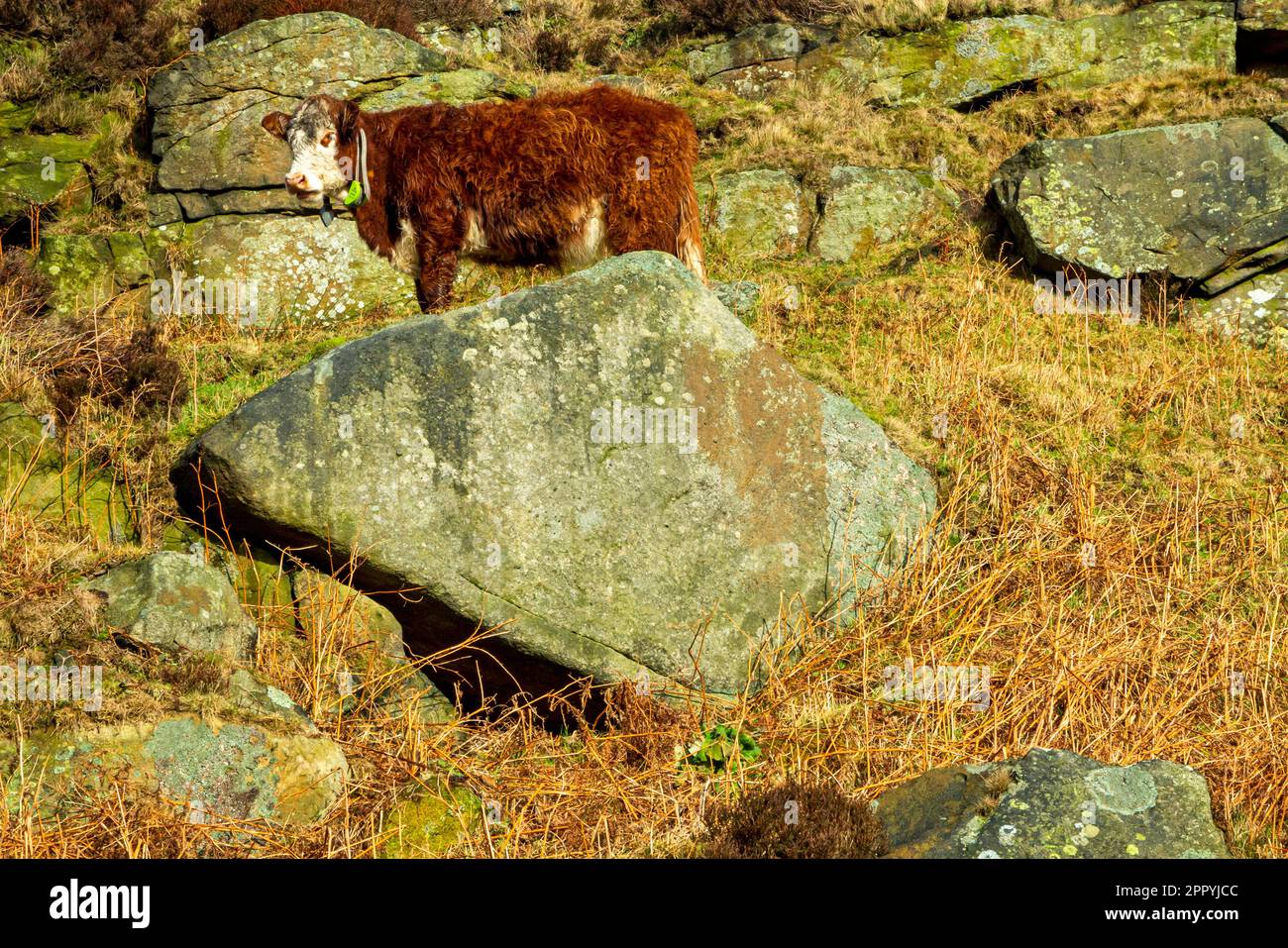 Cattle grazing on Burbage Rocks in winter sunshine in the Peak District