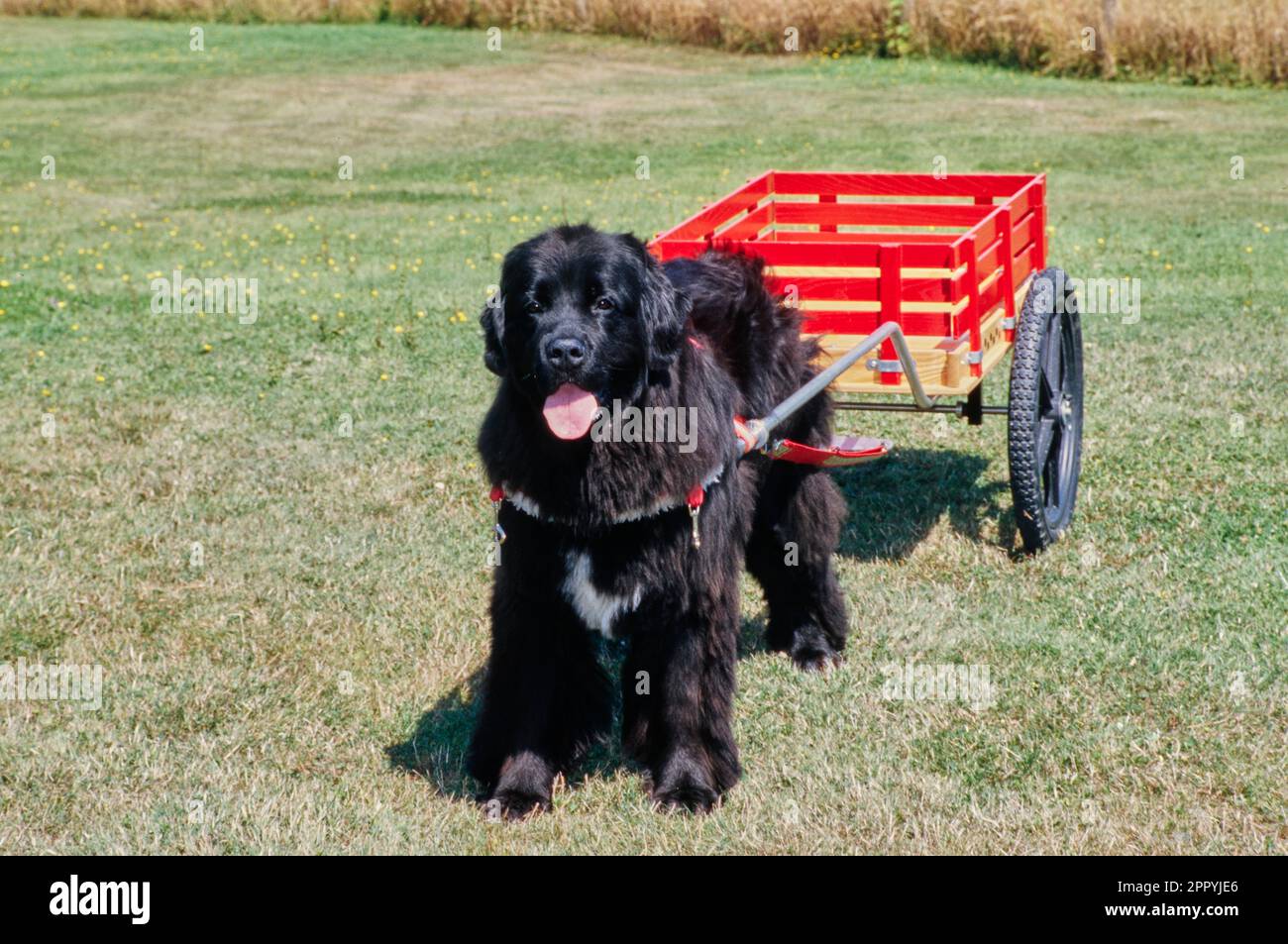 Newfoundland pulling small red cart in field with tongue out Stock