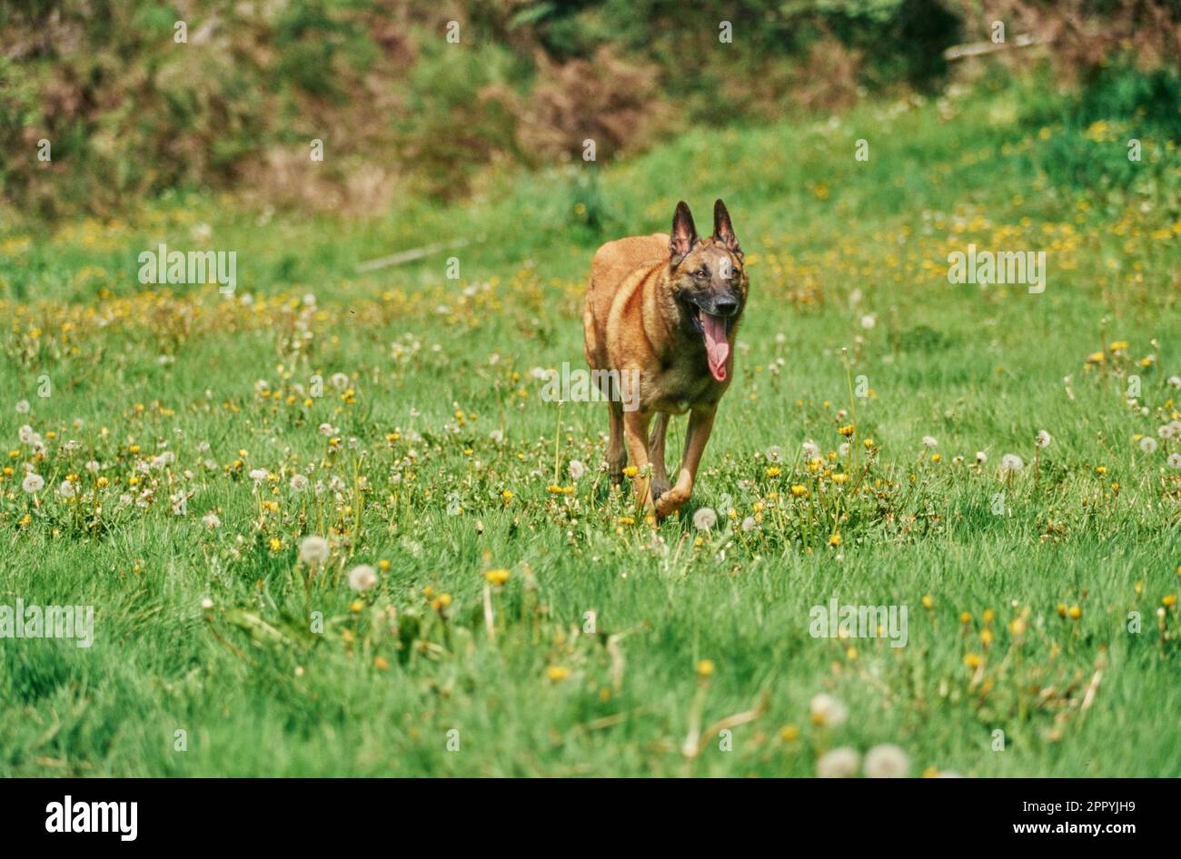 Running through meadow hi-res stock photography and images - Alamy
