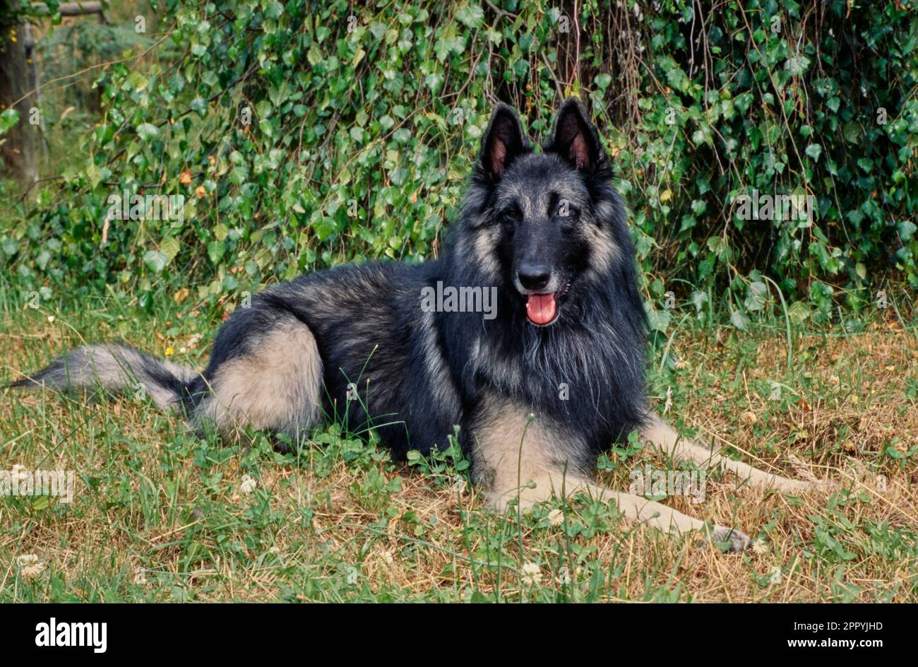Belgian shepherd long hair hotsell