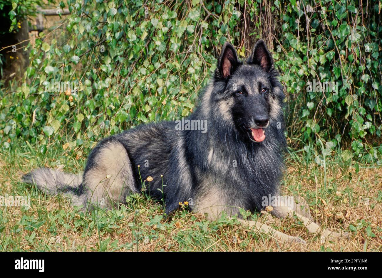 Long-haired Belgian Shepherd laying down outside in grass in front of vines Stock Photo