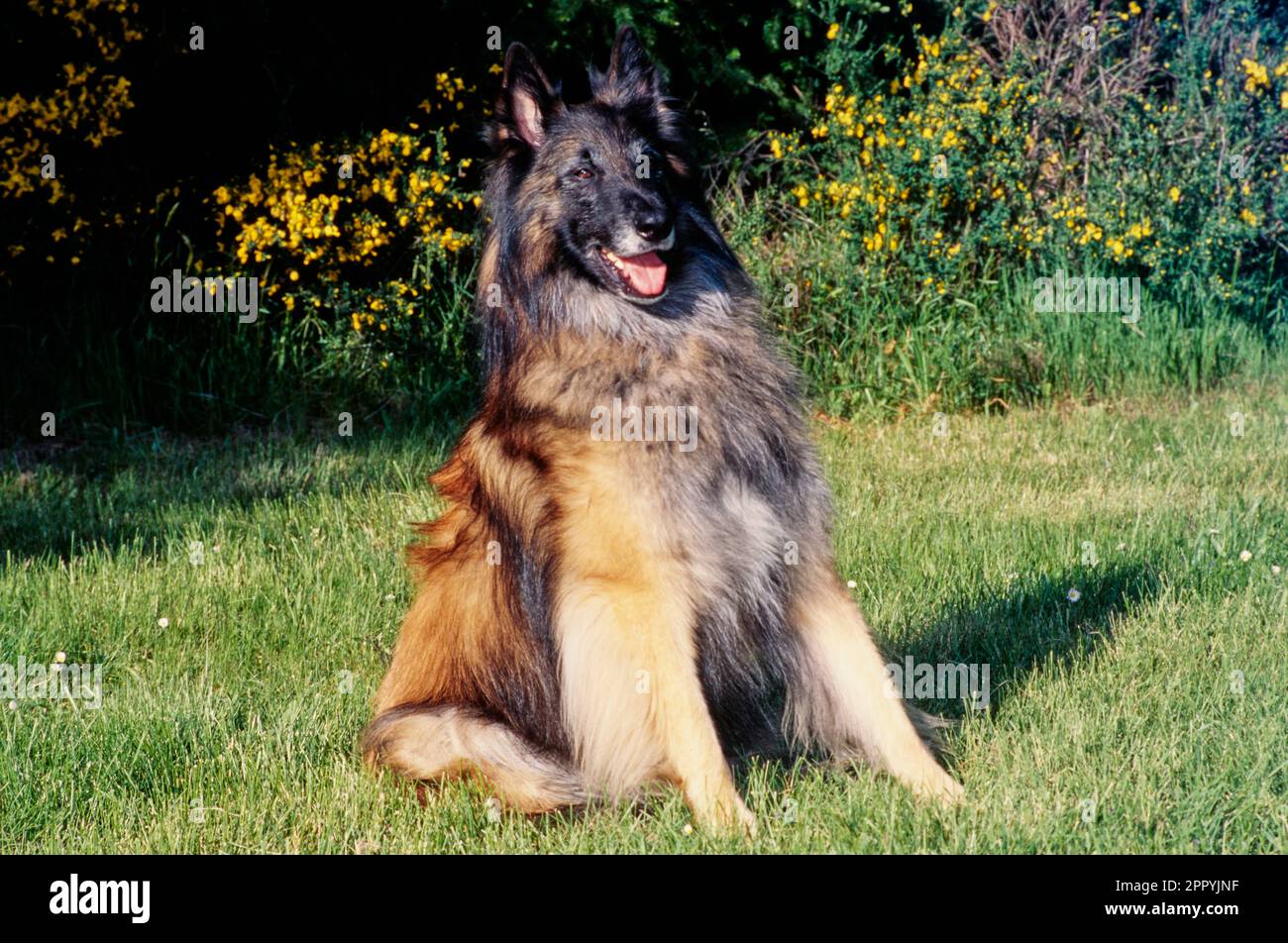 Belgian Shepherd sitting in field in front of green bushes with yellow flowers on sunny day Stock Photo