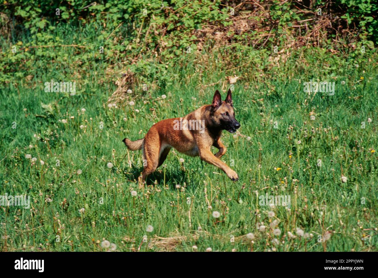 Belgian Shepherd outside running through field of dandelions with bushes in background Stock Photo