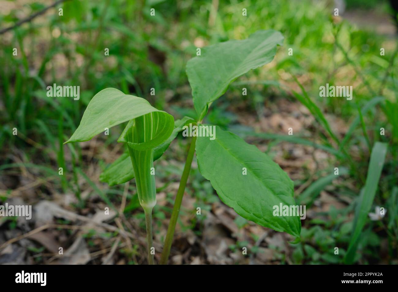Wild Jack in the Pulpit (Arisaema triphyllum) on the forest floor, North Carolina, United States Stock Photo