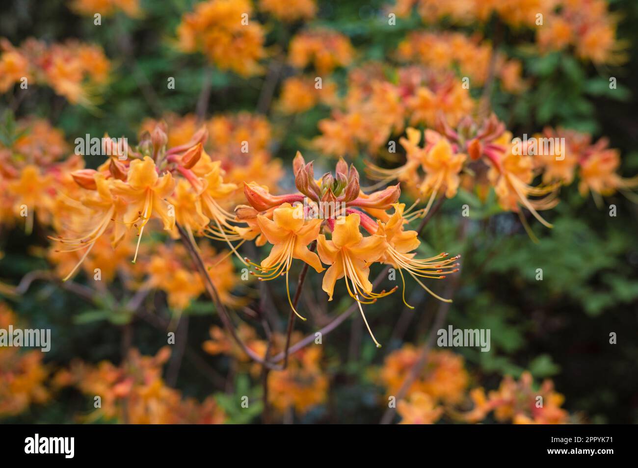 Flame Azalea (Rhododendron calendulaceum), Sarah P. Duke Gardens, Duke University, Durham, North Carolina, United States Stock Photo