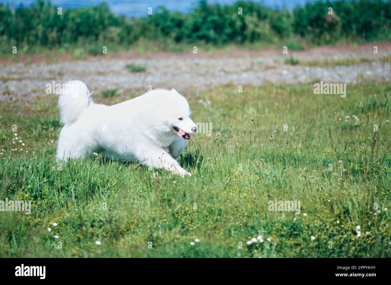 Samoyed running best sale