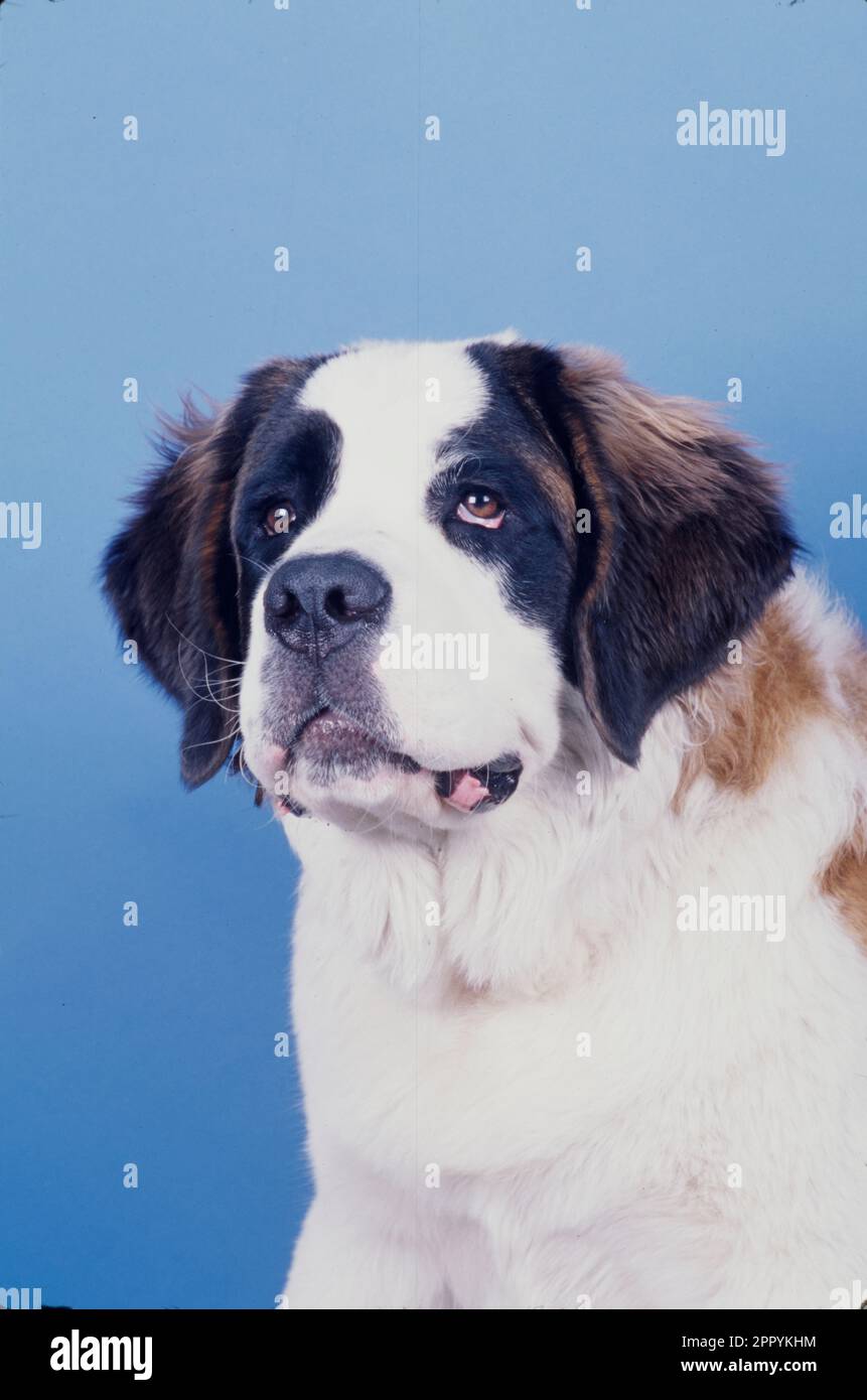 St. Bernard on blue background with mouth open Stock Photo