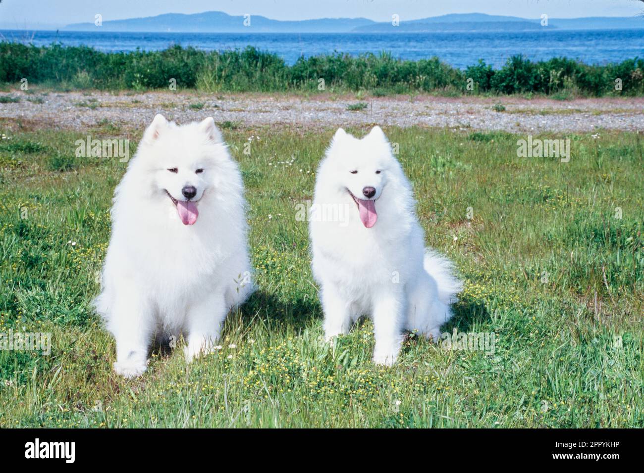 Samoyeds sitting in grass with mountains in distance Stock Photo