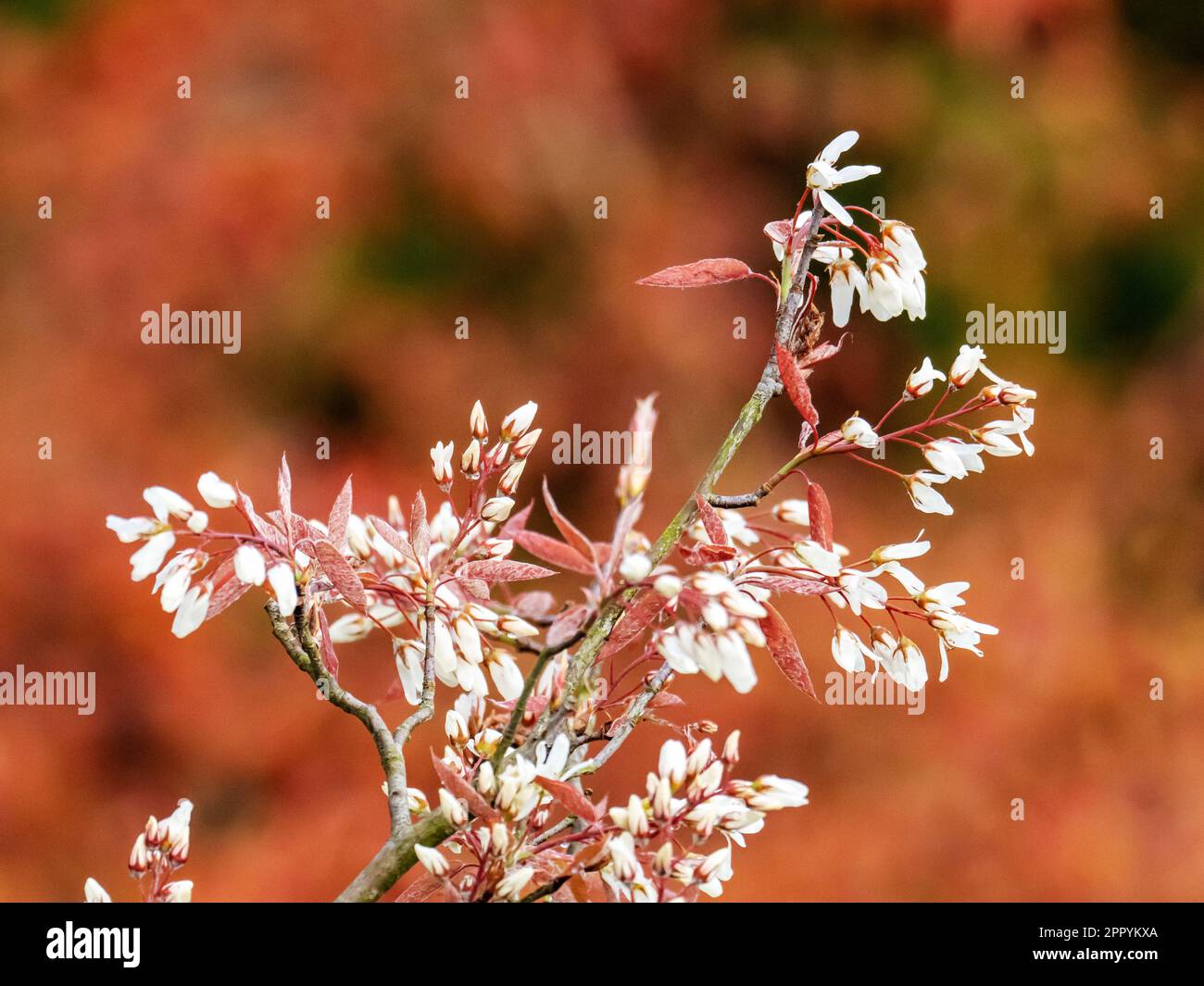 Amelanchier blossom on a tree in a garden in Ambleside, Lake District, UK. Stock Photo